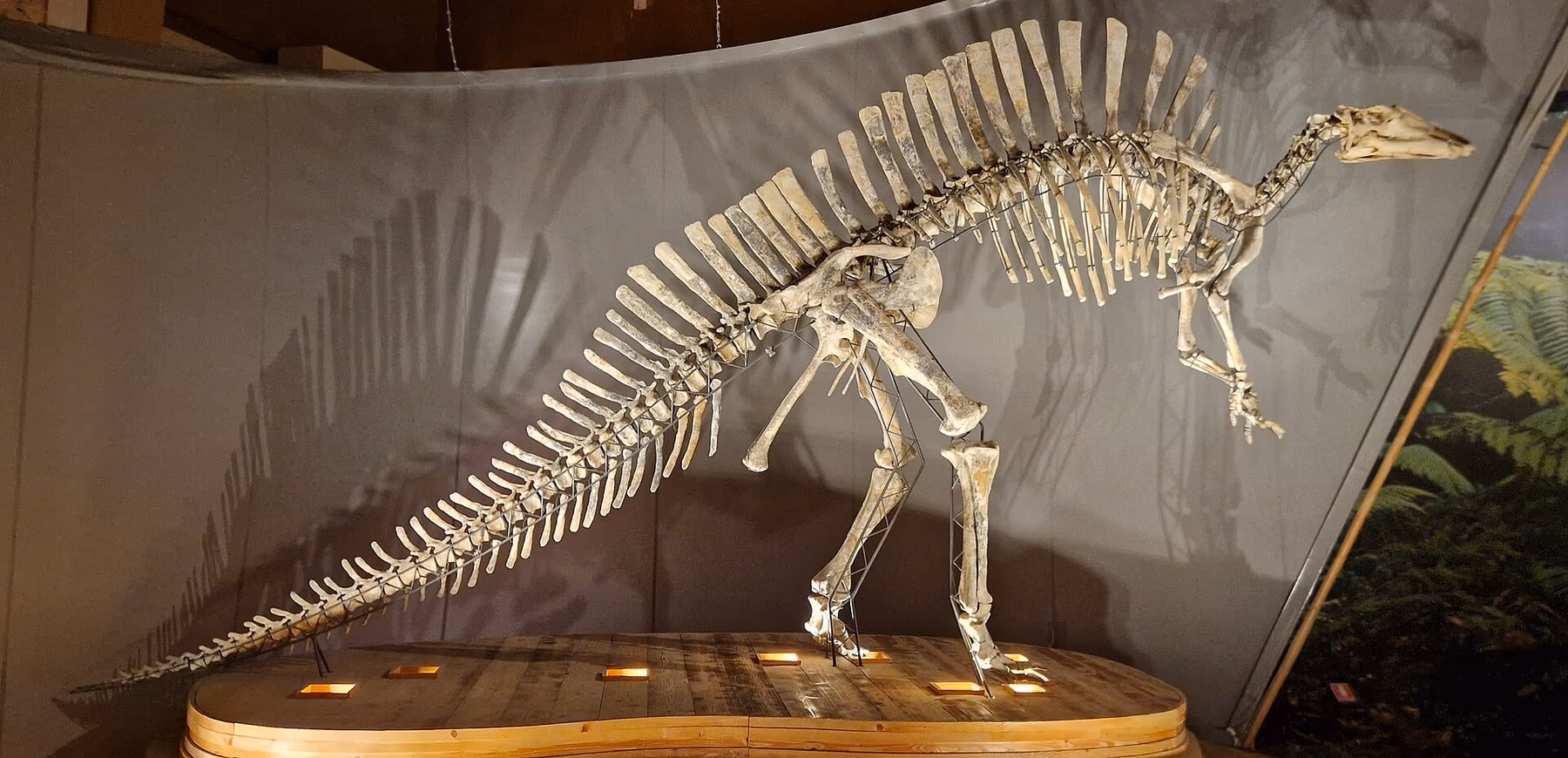 Scheletro di dinosauro Ouranosaurus nigeriensis esposto al Museo di Storia Naturale di Venezia